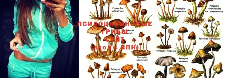 Псилоцибиновые грибы Psilocybe  Ивангород 